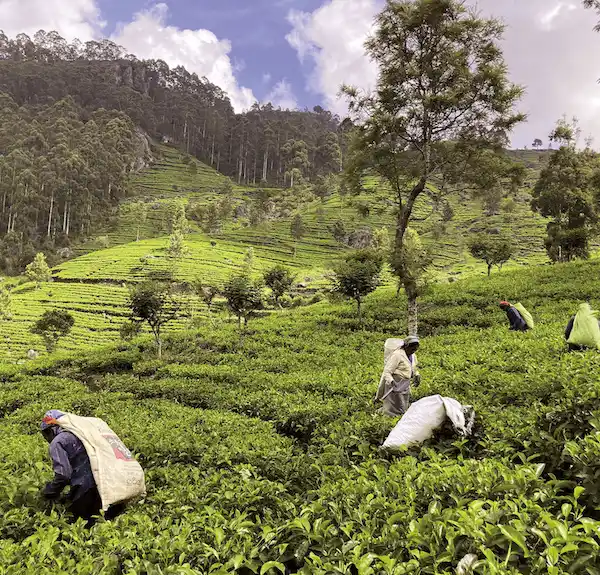 Vois tous les thés et infusions bio de la Route des Comptoirs La Route des Comptoirs